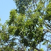 Plants: image 82 Of 94 Thumb